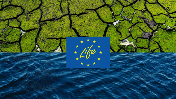 Life logo