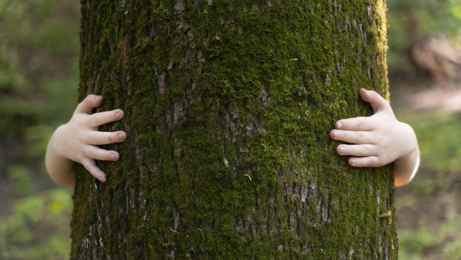 Bērna rokas un koks