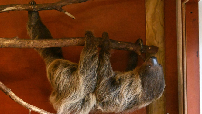 Divpirkstu sliņķis